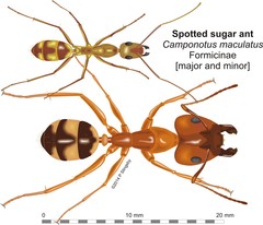 Camponotus maculatus
