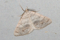 Macaria loricaria