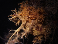 Dendronotus europaeus