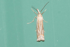 Crambus whitmerellus