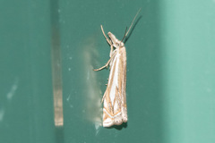 Crambus whitmerellus
