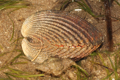 Vasticardium vertebratum