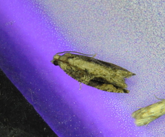 Proteoteras crescentana