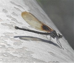 Hetaerina titia