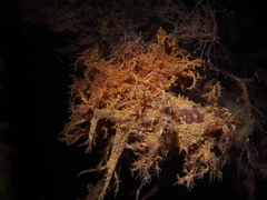 Dendronotus europaeus