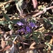 photo of Cleveland Sage (Salvia clevelandii)