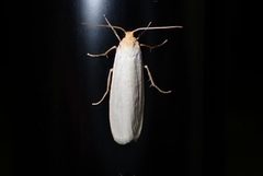 Crambidia xanthocorpa