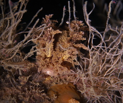Dendronotus europaeus