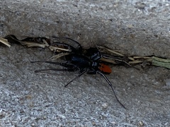 Castianeira occidens