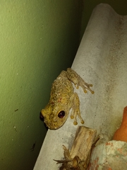 Trachycephalus nigromaculatus