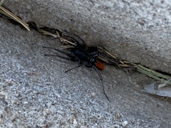 Castianeira occidens