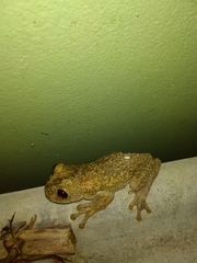 Trachycephalus nigromaculatus