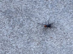 Castianeira occidens