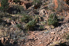 Macrozamia macdonnellii