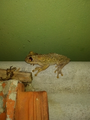 Trachycephalus nigromaculatus