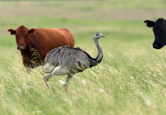 Greater Rhea photo 2