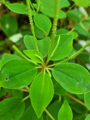 Peperomia liebmannii