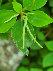 Peperomia liebmannii