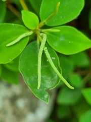 Peperomia liebmannii