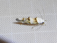 Mompha murtfeldtella