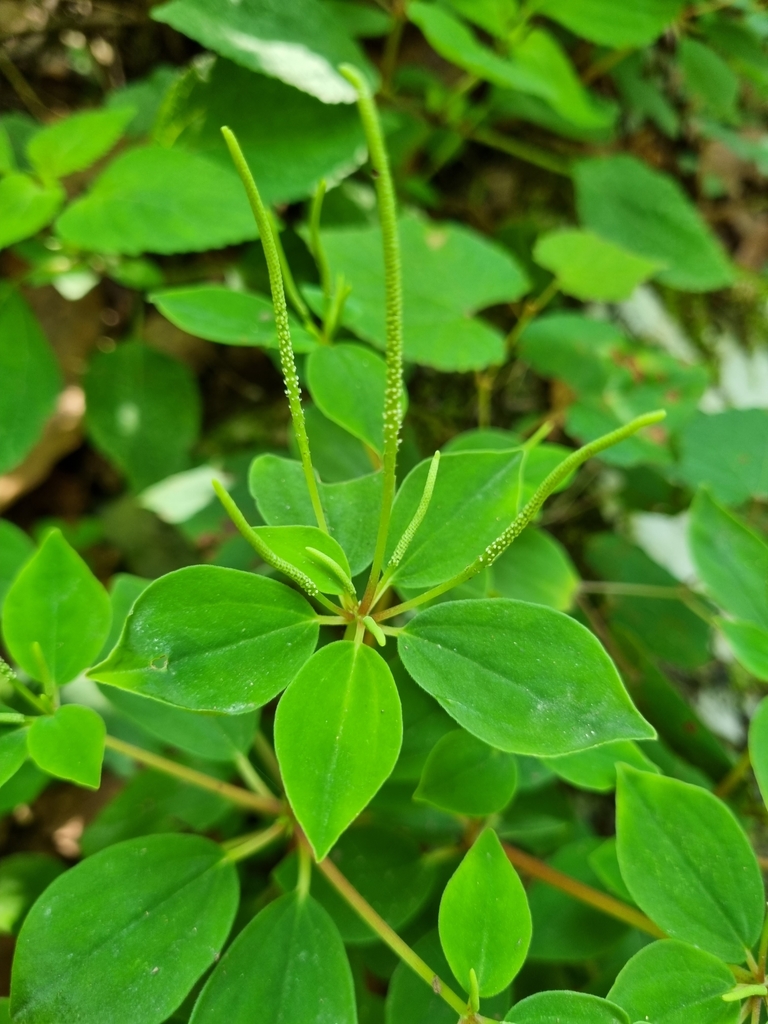 Peperomia liebmannii