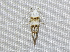 Mompha murtfeldtella