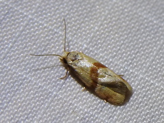 Cochylis caulocatax