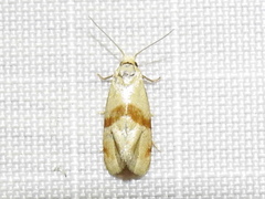 Cochylis caulocatax