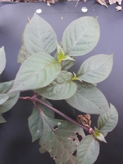 Hypoestes phyllostachya