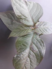 Hypoestes phyllostachya