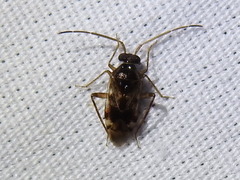Eustictus