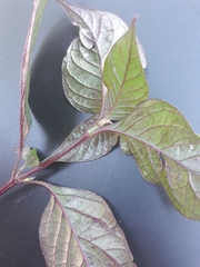 Hypoestes phyllostachya