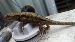 Sceloporus grammicus