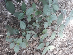 Hypoestes phyllostachya
