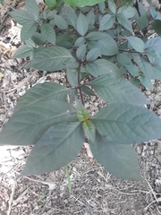 Hypoestes phyllostachya