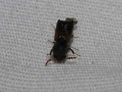 Xylobiops basilaris