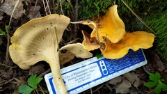 Cantharellus flavus