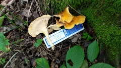 Cantharellus flavus