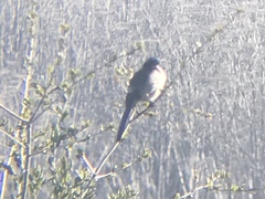 Aphelocoma insularis