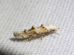 Mompha murtfeldtella