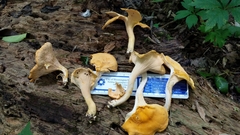 Cantharellus flavus