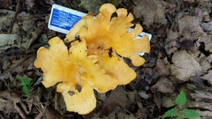 Cantharellus flavus