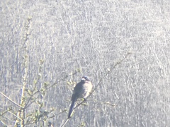 Aphelocoma insularis