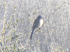 Aphelocoma insularis