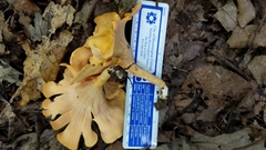Cantharellus flavus