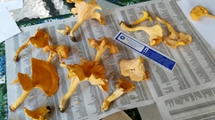Cantharellus flavus