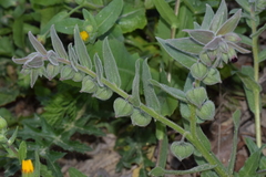Nonea vesicaria