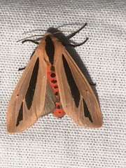 Creatonotos gangis-interrupta agg