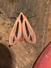 Creatonotos gangis-interrupta agg