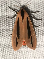 Creatonotos gangis-interrupta agg